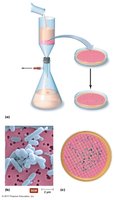 Membrane filtration method for estimating microbial population size