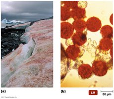 Psychrophile example: red-pigmented snow algae in Antarctica