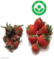 Irradiated vs. non-irradiated strawberries showing increased shelf life