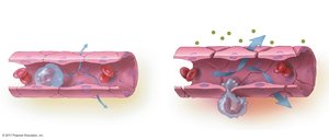 Increased vascular permeability during inflammation