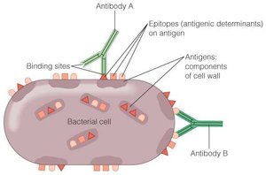 Antigenic determinants (epitopes) on a bacterial cell