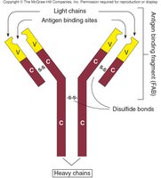 Structure of an antibody monomer