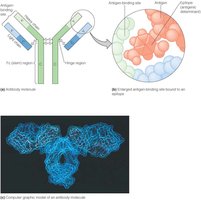 Detailed structure of an antibody molecule