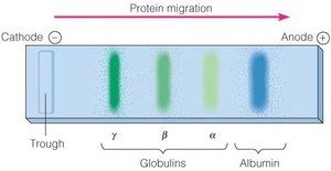 Table summarizing immunoglobulin classes