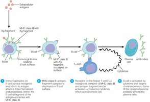 T-dependent antigen activation of B cells