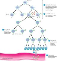 Clonal selection and expansion of B cells