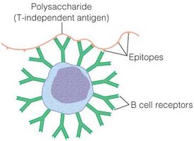 T-independent antigen activation of B cells