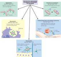 Primary and secondary immune responses to an antigen