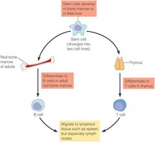 Development of immune cells from stem cells