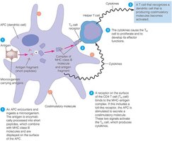 Activation of helper T cells by antigen-presenting cells