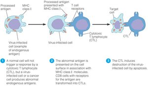 Cytotoxic T cell (CTL) killing a target cell