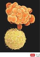 CTL-induced apoptosis of a target cell