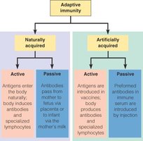 Diagram of types of adaptive immunity: naturally and artificially acquired, active and passive