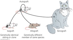 Types of grafts: autograft, isograft, allograft, xenograft