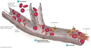 Events leading to hemolysis in transfusion reactions