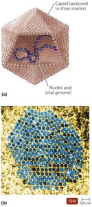 Diagram and TEM of a virion showing capsid and nucleic acid