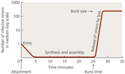 Graph of virion abundance during lytic cycle