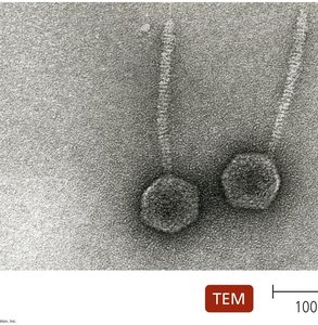 Lysogenic replication cycle of bacteriophage