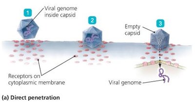 Direct penetration of animal virus