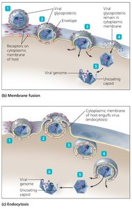 Membrane fusion and endocytosis of animal viruses