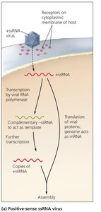 Synthesis of +ssRNA viruses
