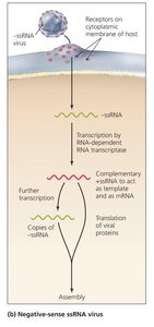 Synthesis of -ssRNA viruses