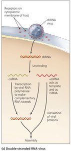 Synthesis of dsRNA viruses