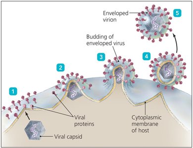 Budding of enveloped animal virus