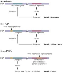 Oncogene activation and cancer development
