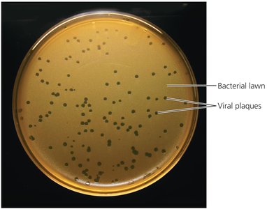 Viral plaques in bacterial lawn