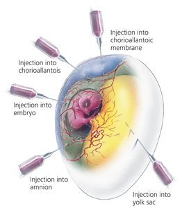 Embryonated egg for virus culture