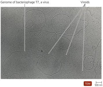 TEM of viroids and viral genomes