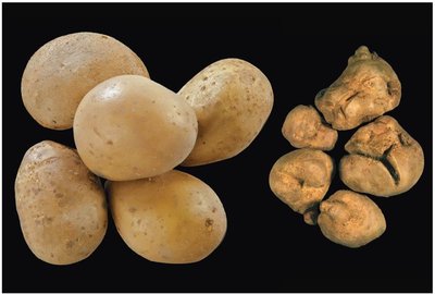 Potatoes affected by viroid disease