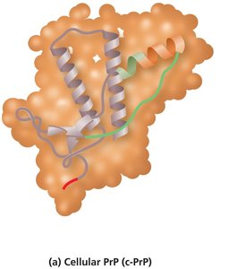 Structure of cellular PrP