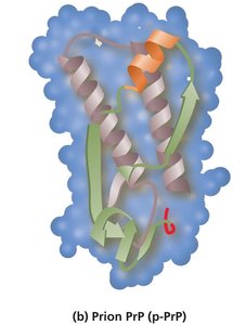 Structure of prion PrP