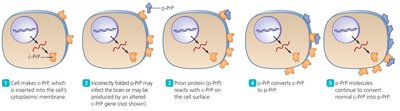 Templating action of prions