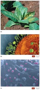 Examples of viruses infecting plants, bacteria, and animals