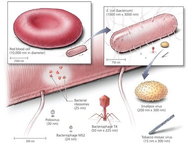 Relative sizes of viruses, bacteria, and eukaryotic cells