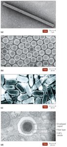 TEM images of different viral shapes