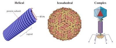 Diagram of helical, icosahedral, and complex viral shapes