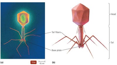 TEM and diagram of bacteriophage T4 structure