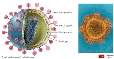 Diagram and TEM of enveloped virus with helical capsid