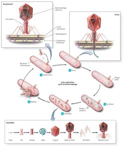 Lytic replication cycle of bacteriophage