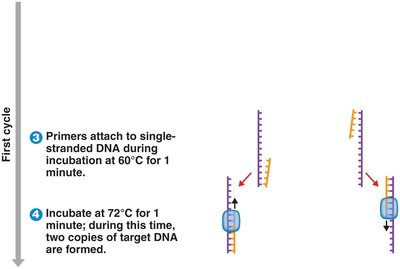 PCR cycle: primer extension