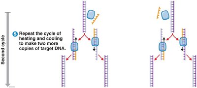 PCR cycle: repeated amplification