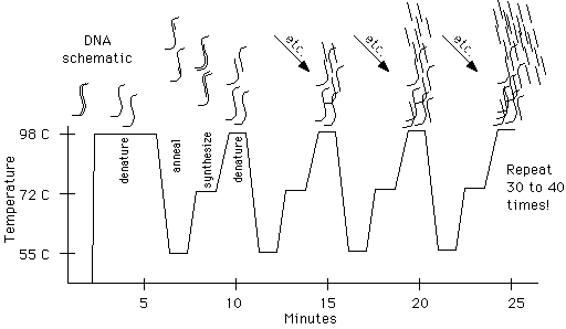 PCR temperature cycling schematic