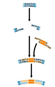 Steps in creating recombinant DNA with restriction enzymes and ligase