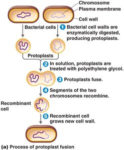 Process of protoplast fusion