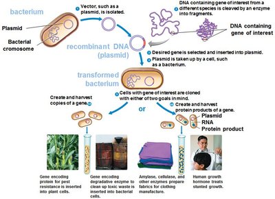 Overview of recombinant DNA technology and its applications
