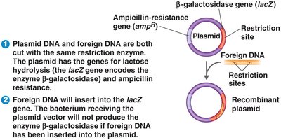 Blue-white screening process